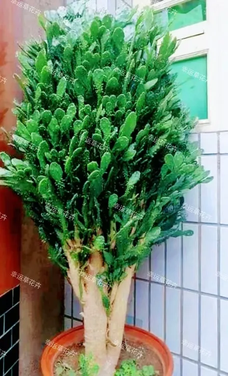 千手观音千佛手仙人掌树开花结果桌面室内好养绿植防辐射盆栽花卉