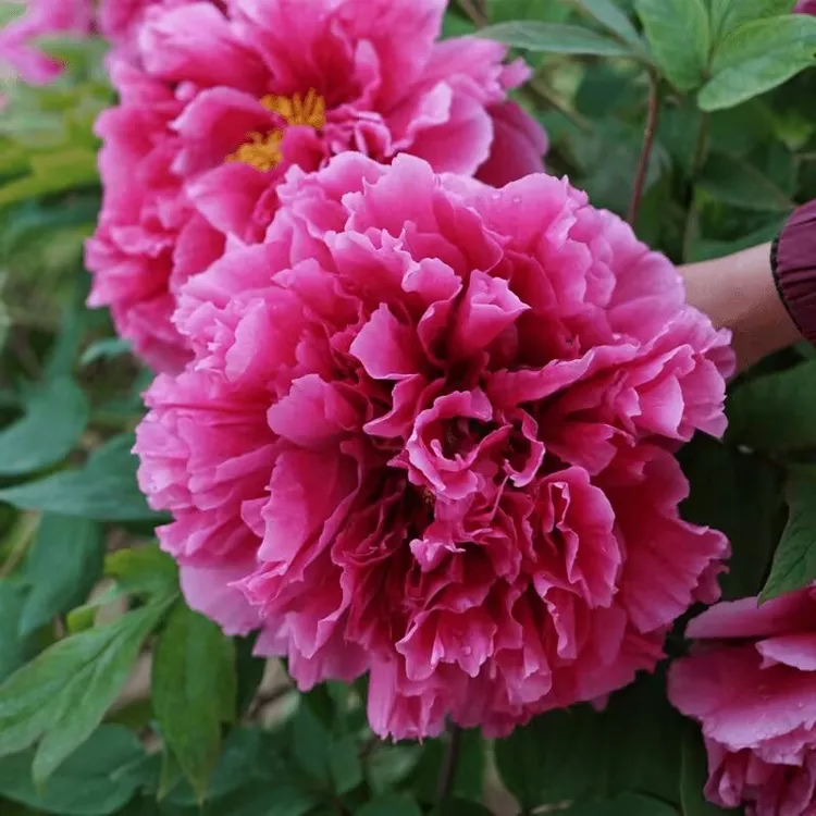 正宗重瓣牡丹花苗带芽耐寒适合室内外庭院种植花卉洛阳鲜花盆栽