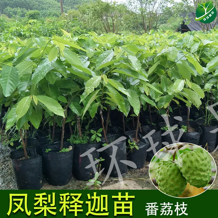 凤梨释迦苗 红皮释迦苗 榴莲释迦苗带土带叶