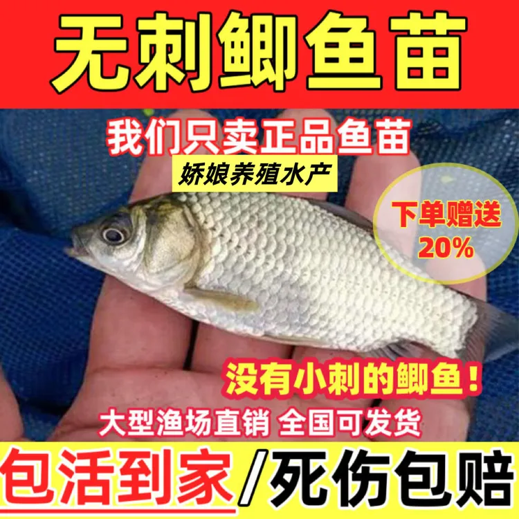 无刺鲫鱼苗软骨鲫鱼工程鲫中科鲫鱼银鲫麻鲫黄金鲫鱼淡水养殖