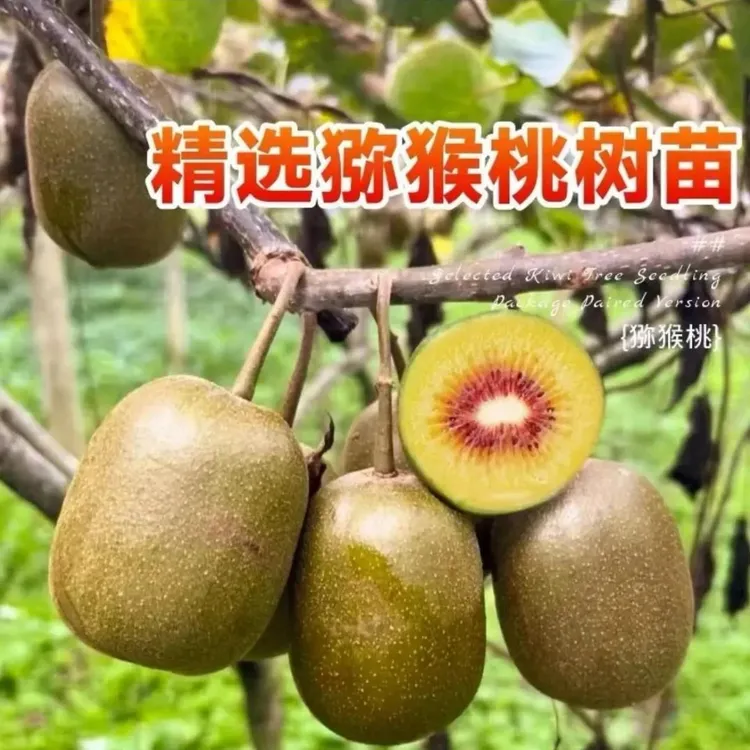 【猕猴桃树苗】买一颗送一颗公母同株品种猕猴桃南方北方种植果树苗商品图