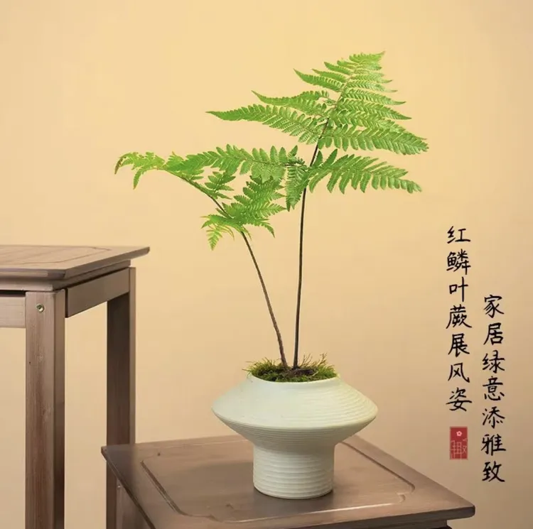 金丝虹鳞蕨室内绿植水培款给水就活
