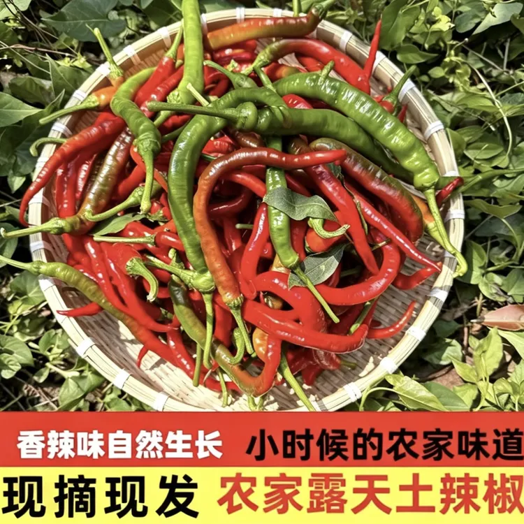 (中辣)湖南湘西新鲜农家土辣椒软皮薄皮香辣味