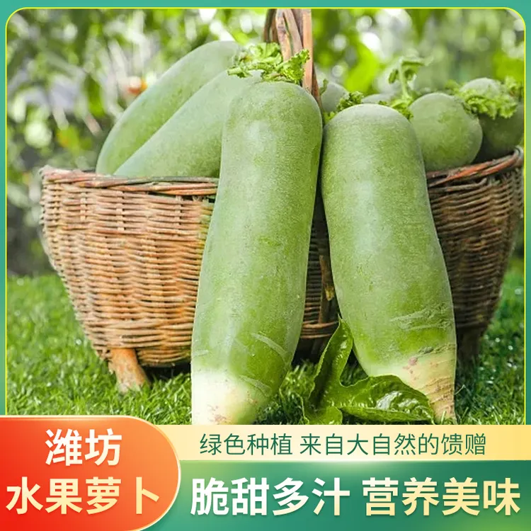 早春园1号潍坊水果萝卜新鲜现拔脆甜多汁营养丰富适合生吃礼盒装