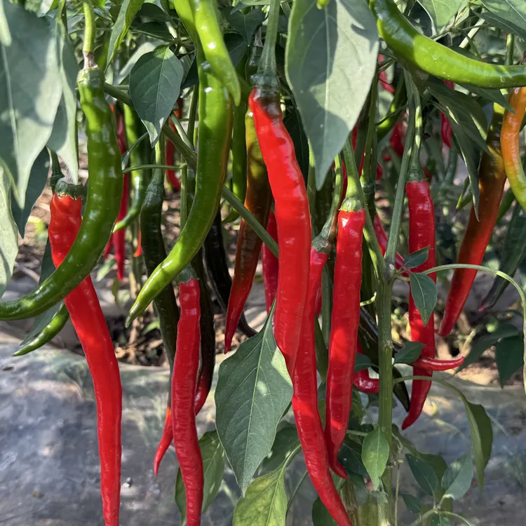 云南昭通新鲜二荆条红线椒现摘现发可做剁椒辣椒酱