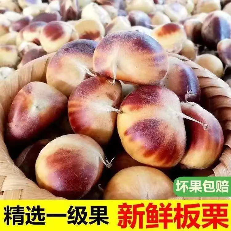 顺丰2025新鲜现摘新鲜下树带壳板栗花壳栗子毛栗湖北罗田产地直发
