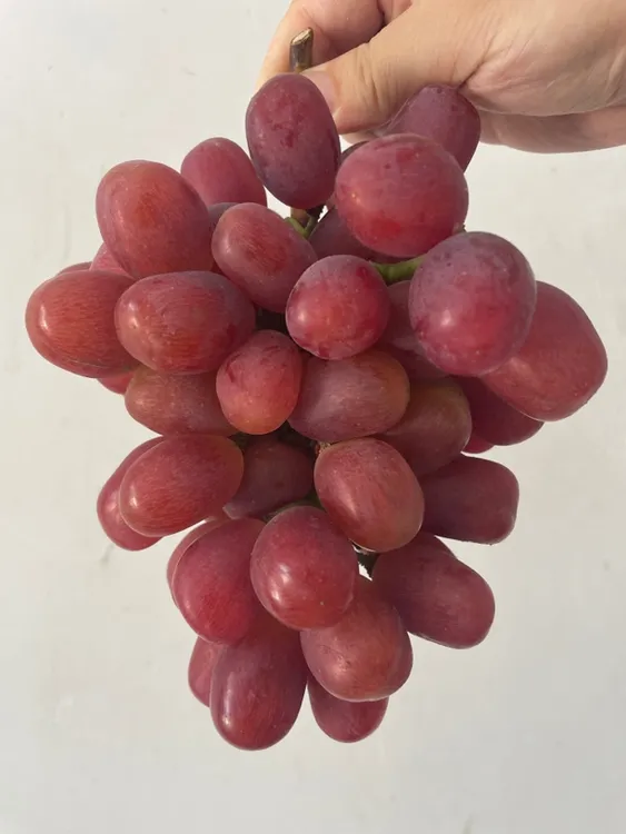 顺丰次日达秋季王葡萄微果酸多汁复合口感更丰富不再是单纯的甜