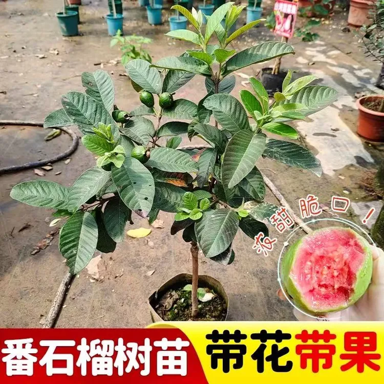 珍珠番石榴树果苗红心白心芭乐苗四季结果嫁接苗水果树苗南方种植