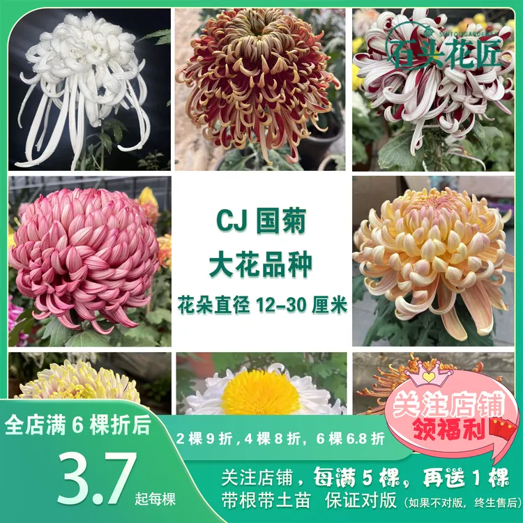 石头花匠传统大菊瑞云殿 鹅毛粉黛 63个品种多年生宿根菊花苗 