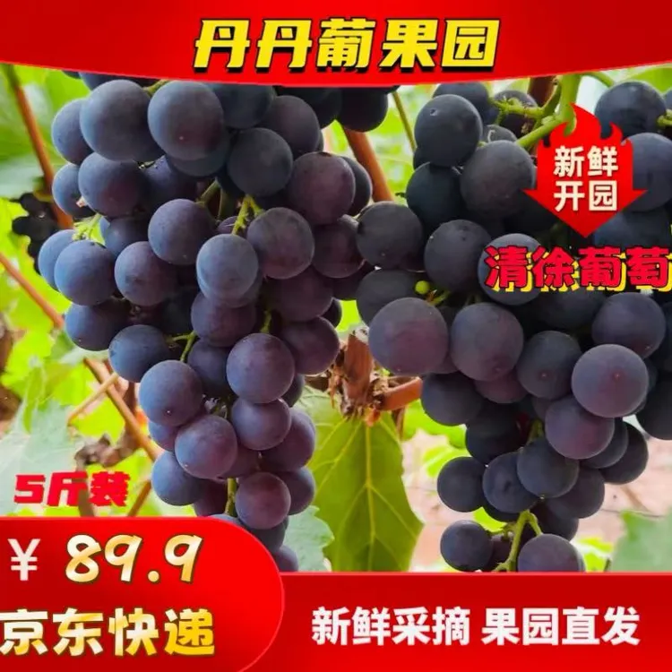清徐葡萄5斤（蜜光）自家种植果园直采新鲜发货