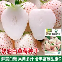 【满5包包邮】奶油白草莓种子四季盆栽草莓苗子奶莓种籽阳台盆易种
