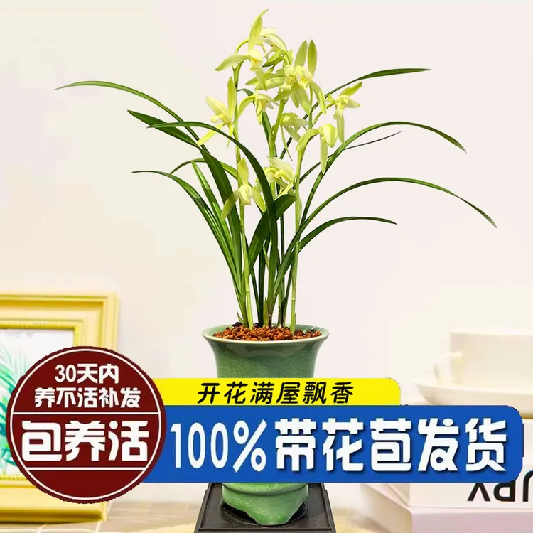 浓香型【兰花苗带花苞】建兰四季兰室内绿植盆栽花卉现货发货好养