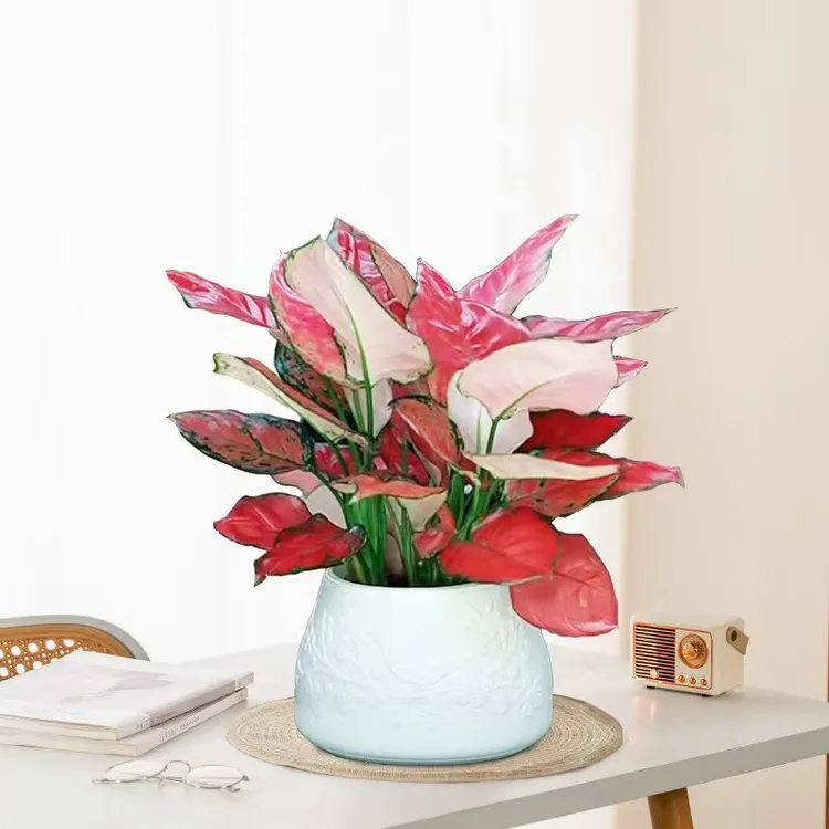 报喜鸟盆吉利红室内绿植办公室桌面美观好养花卉耐阴绿植如意皇后