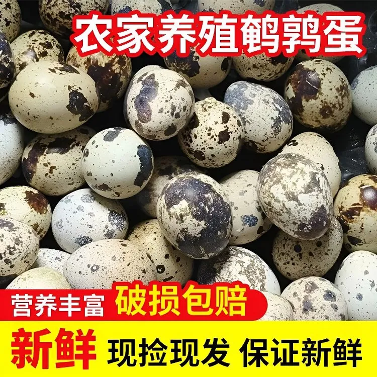 新鲜鹌鹑蛋散养杂粮孕妇批发喂养宝宝辅食营养农家带壳商用鹌鹑蛋