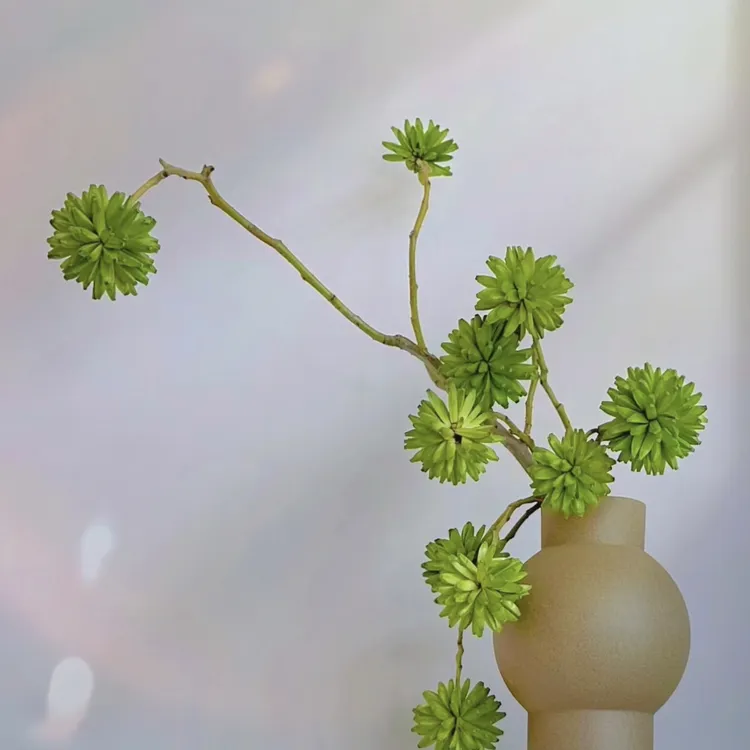 喜树果鲜切花小众花材室内水培植物家用插花基地直发
