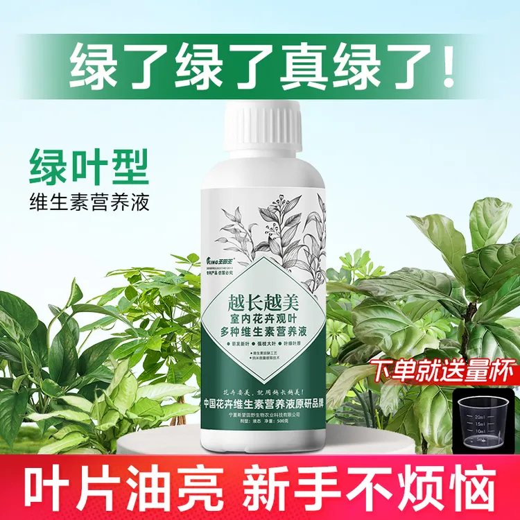 王田王越长越美室内花卉植物绿植观叶型萌发新叶绿叶维生素营养液