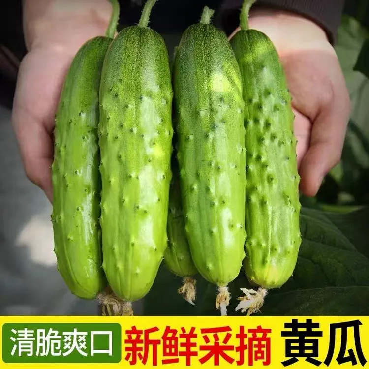 正宗东北新鲜旱黄瓜水果小黄瓜生吃脆甜果农现摘青瓜凉瓜带刺包邮