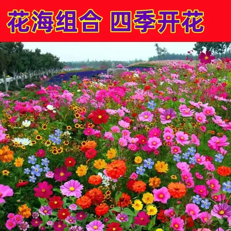 耐寒耐热野花组合花种子室外花海打造四季播种开花春播庭院多年生