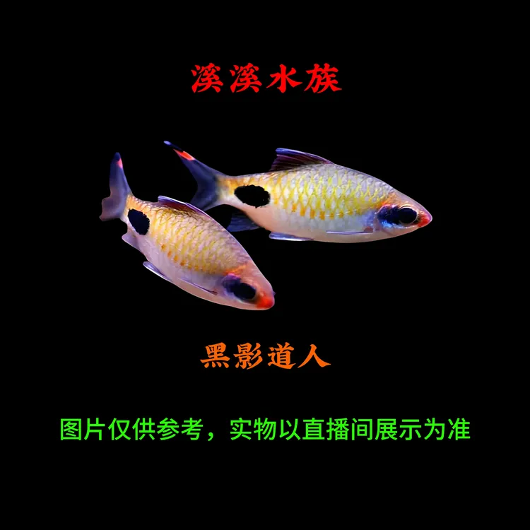 黑影道人鱼观赏鱼一眉道人鱼活体热带鱼草缸小型群游鱼灯鱼观赏鱼