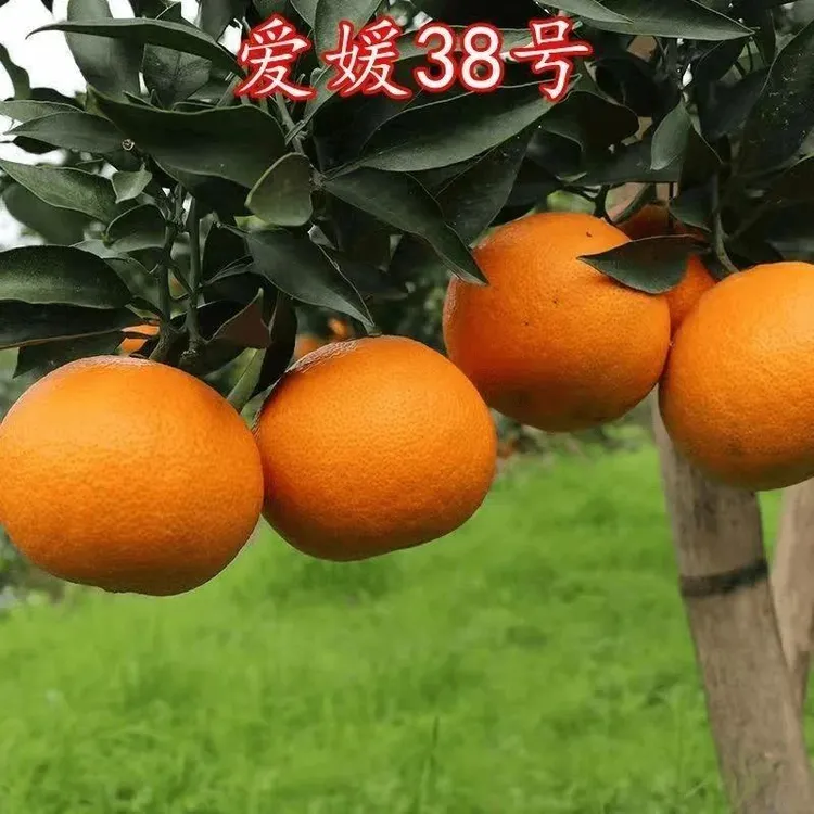 爱媛38号柑桔苗红美人橘子树苗嫁接橘子苗盆栽地栽果冻橙果树苗