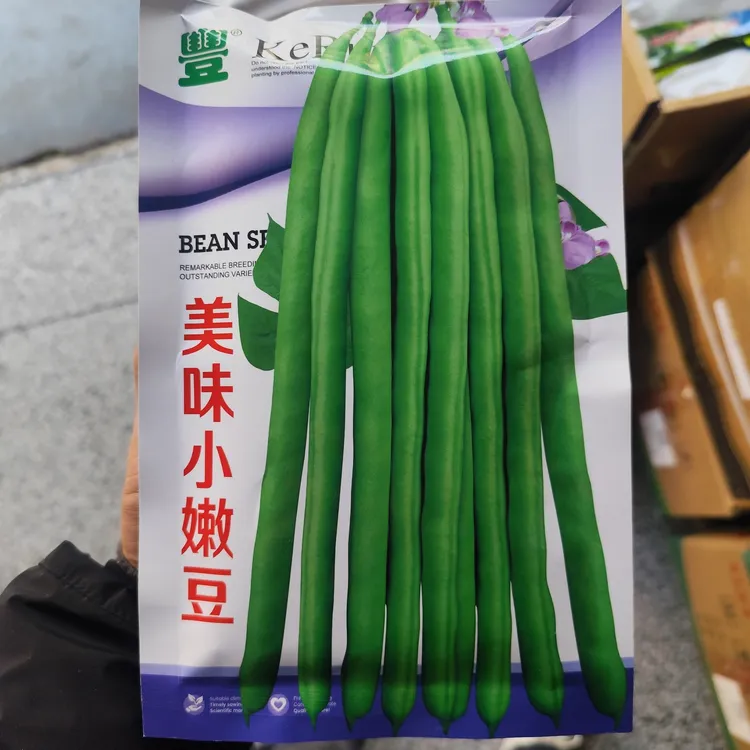 天津科润 美味小嫩豆 早中熟芸豆种子肉质细嫩纤维少架豆种子
