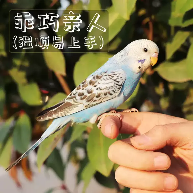 会学说话的手养虎皮鹦鹉活体小型宠物鸟家庭陪伴好选择