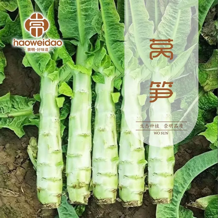 【顺丰包邮】崇明农家鲜嫩莴笋莴苣新鲜3斤现摘现发时令蔬菜健康商品图