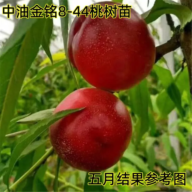 嫁接油桃树苗中油金铭8-44油桃苗早熟大果黄肉南方北方种植商品图