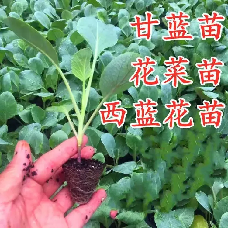 山东寿光有机松花菜秧苗带土青梗散花耐热耐寒高产秋冬蔬菜苗