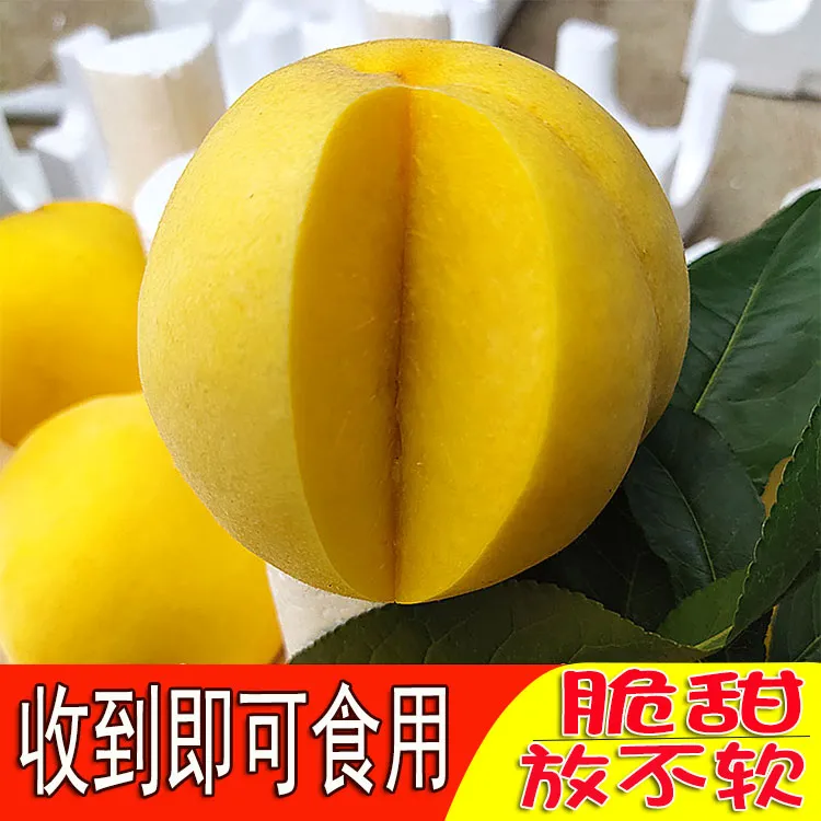 黄桃正宗蒙阴黄桃新鲜水果桃子礼盒应季黄金蜜应季产地直发