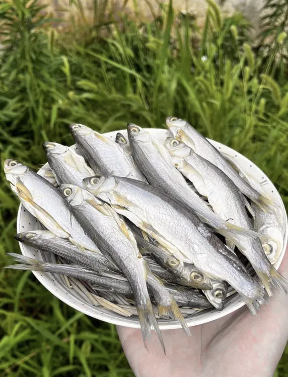 湖北洪湖特产翘嘴鱼腌制刁子鱼