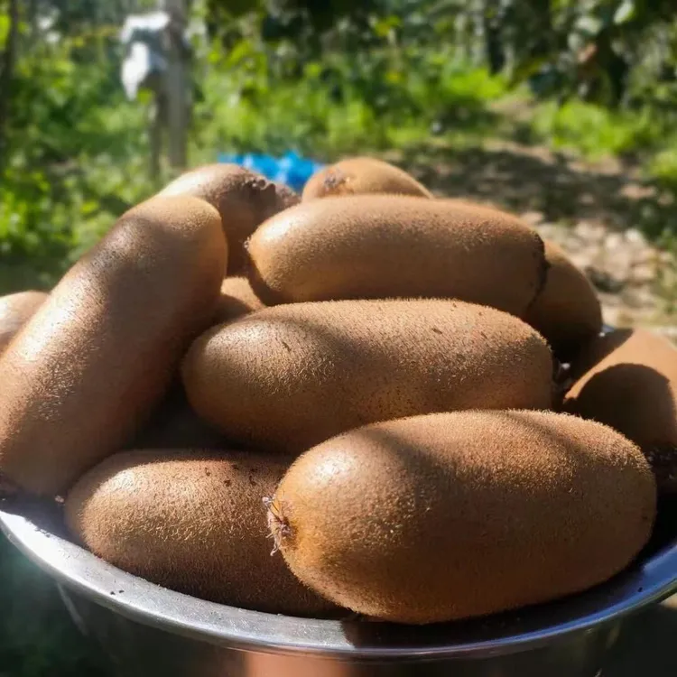 正宗金福猕猴桃新鲜应季水果绿心猕猴桃硬果催熟食用新鲜多汁香甜