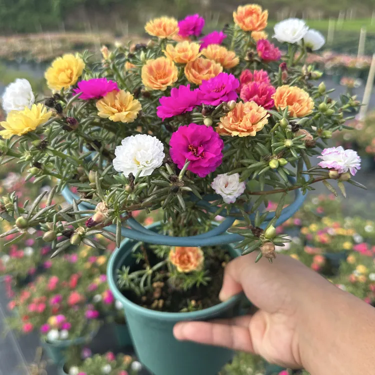 棒棒糖造型太阳花（收到货花会闭合，介意勿拍）