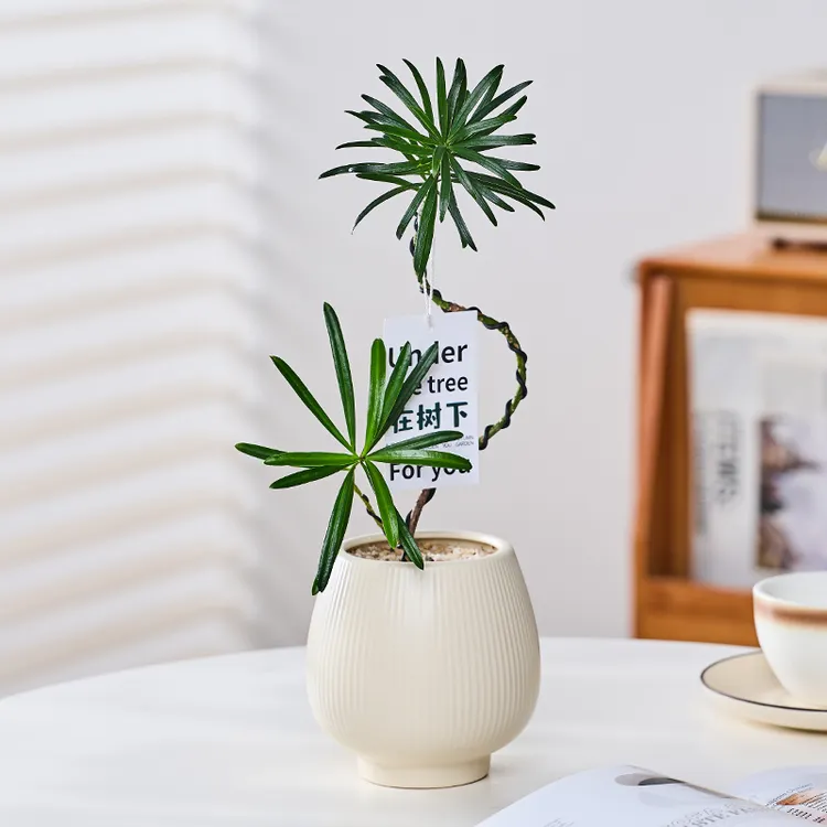 【喜半阴-室内散光】造型罗汉松桌面盆栽绿植室内好养四季长青长绿