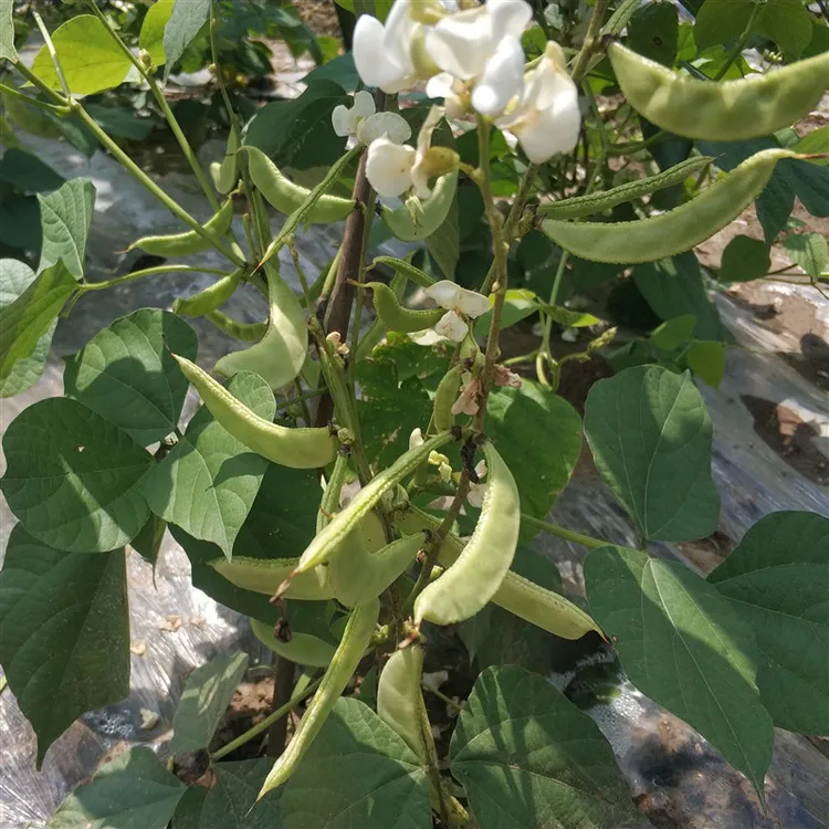 峨眉豆扁豆江汉平原当季现摘时今蔬菜