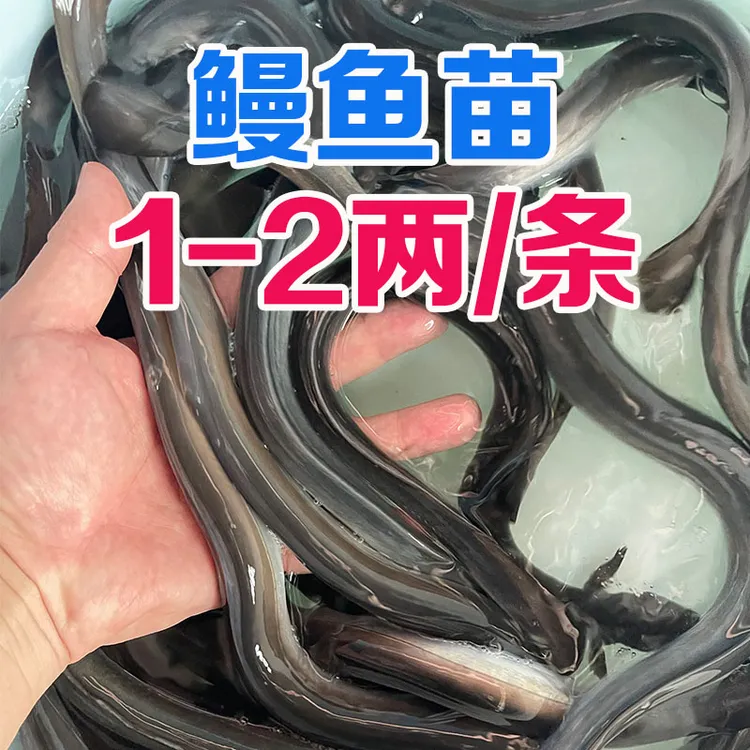 【顺丰包邮】淡水鳗鱼 白鳗 白鳝 花鳗鱼 欧鳗 美洲鳗 本地鳗鱼