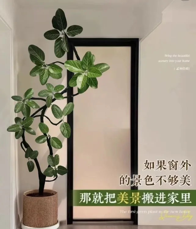 高山榕大绿植大气大摆件室内大型绿植好养可净化空气适合客厅摆放