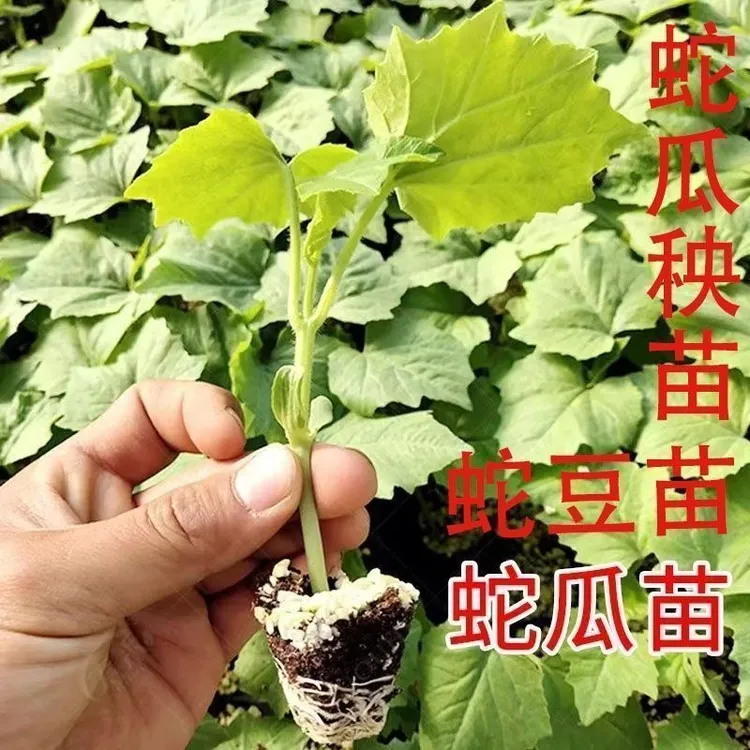 【蛇豆苗】特长蛇瓜苗巨型蛇豆角苗高产长蛇豆秧苗带土发货蔬菜苗