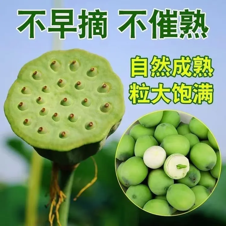 【顺丰包邮】现摘新鲜水果莲蓬湖南壳莲子孕妇小朋友水果当季生吃