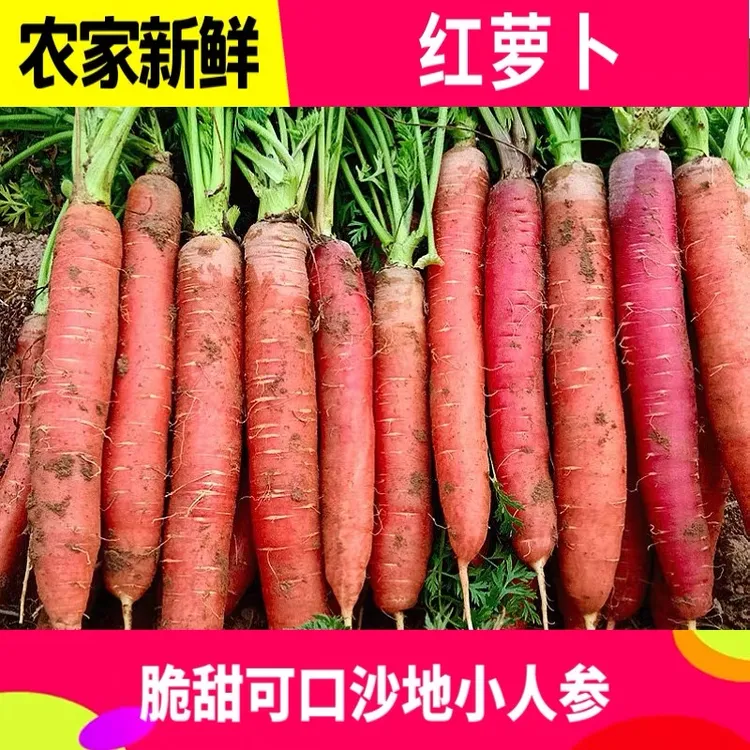 陕西大荔水果红萝卜新鲜现挖可生吃脆甜带土发货5斤装