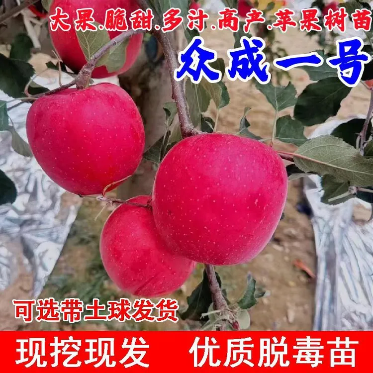 嫁接烟台脆甜红富士苹果苗矮化短枝全红众成一号苹果苗南北方种植