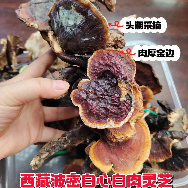 【西藏波密灵芝】白心白肉灵芝参