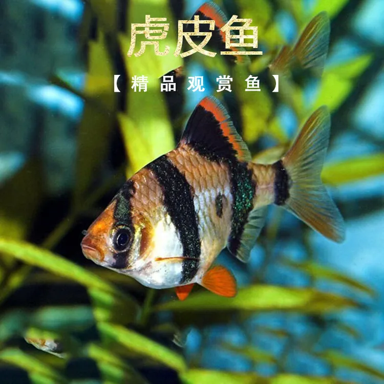 四间虎皮鱼观赏鱼新手好养热带低氧耐活条纹虎皮鱼