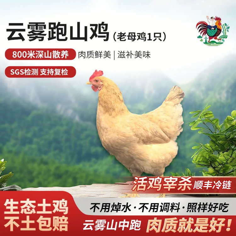 农小咖Y10徽州土鸡老母鸡深山散养原粮饲喂草鸡孕妇月子鸡新鲜