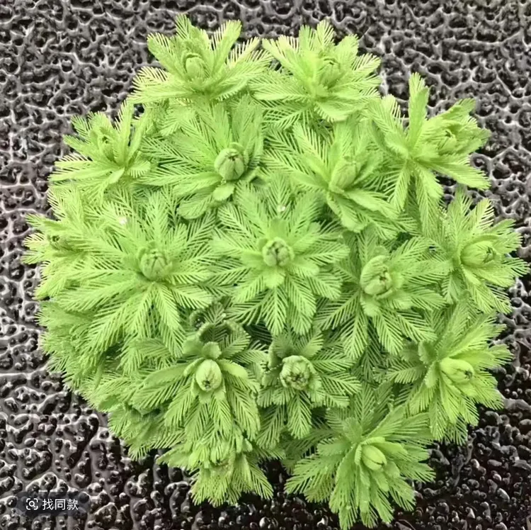 羽毛宝塔水草水草植物绿色水生植物水培植物坨草水草绿植盆栽水草商品图