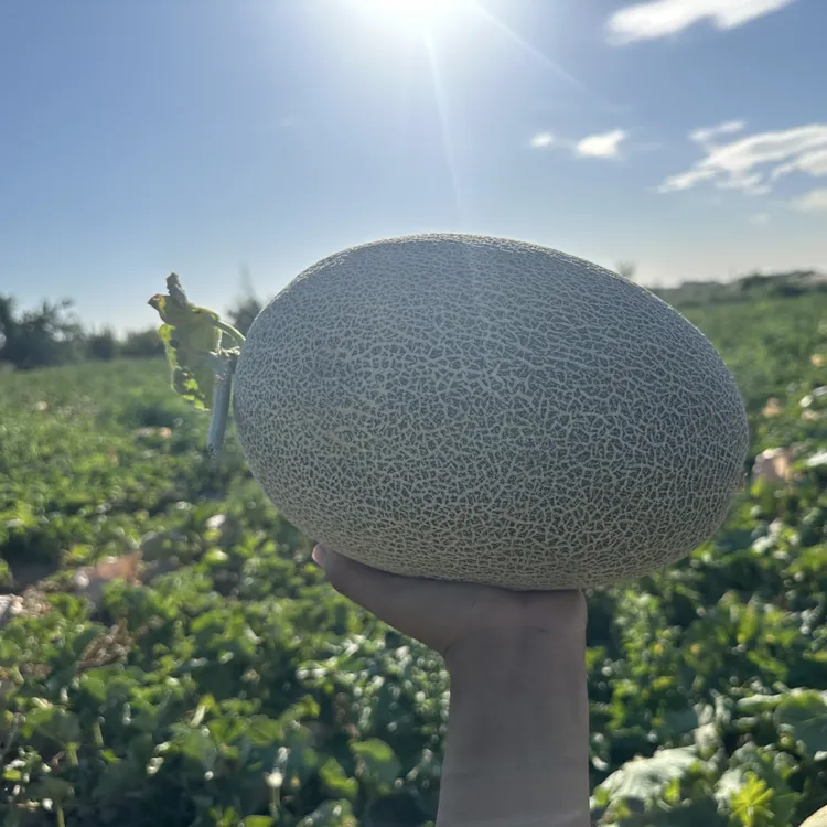 新疆淖毛湖哈密瓜头茬夏季消暑水果22斤包邮到家