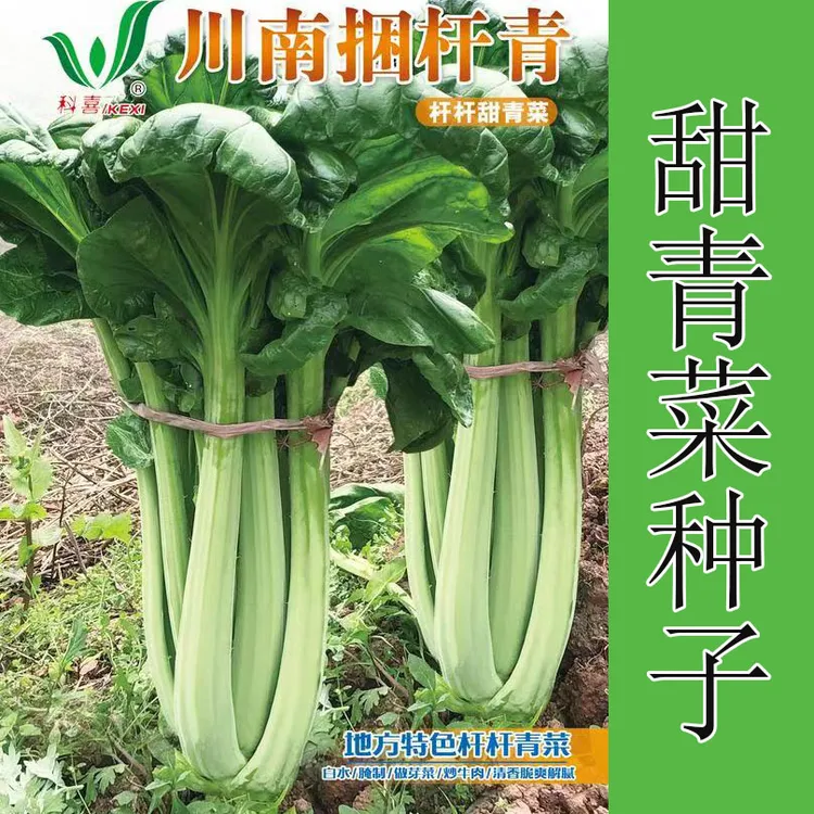 杆杆甜青菜种子四川牛耳朵青菜耐热耐寒芽菜种子阳台盆栽耙青菜籽