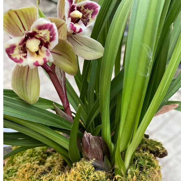 莲瓣兰东风三星蝶荷瓣香味幽香勤花勤芽