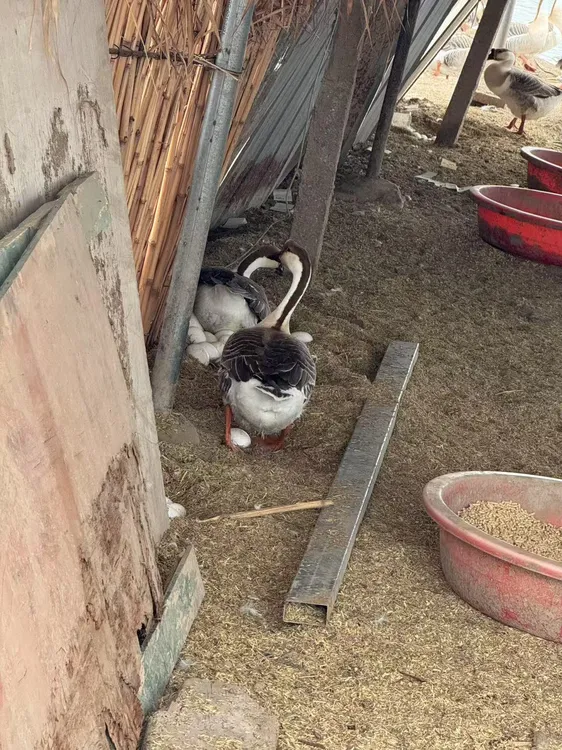 正宗农家散养新鲜雁鹅肉质鲜美超一年老鹅顺丰包邮