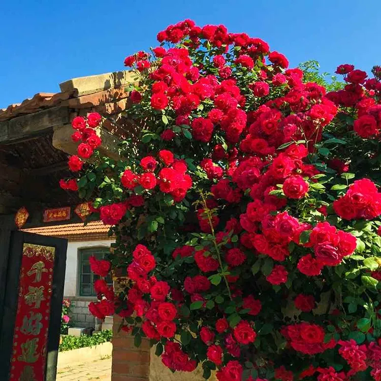 红木香爬藤玫瑰花四季播种开花庭院阳台盆栽花卉无刺蔷薇攀援花卉